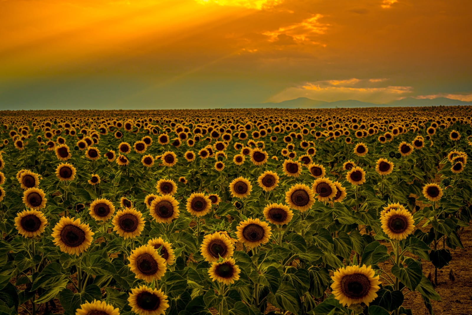 Golden Hour in the Sunflowers — Sunflower Fields near DIA, Colorado. Golden light pouring through the clouds over a field of sunflowers near Denver…