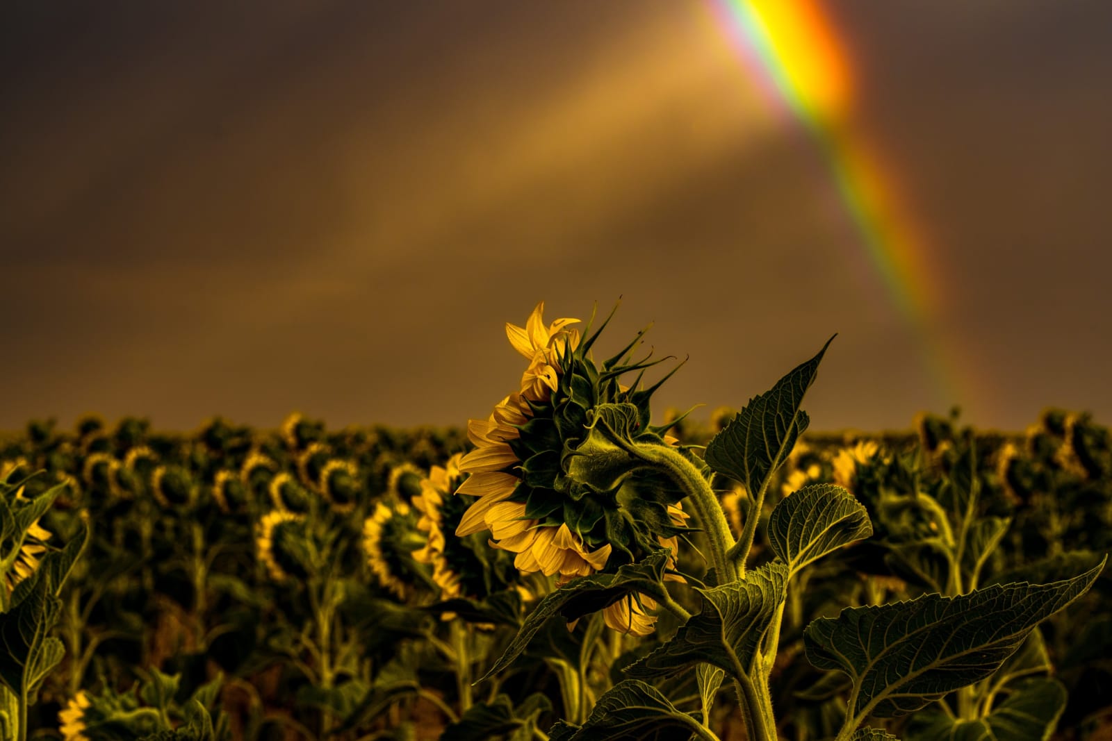 One Sunflower, One Rainbow — Sunflower Fields near DIA, Colorado. A single sunflower in profile against a stormy sky near Denver International Airport,…