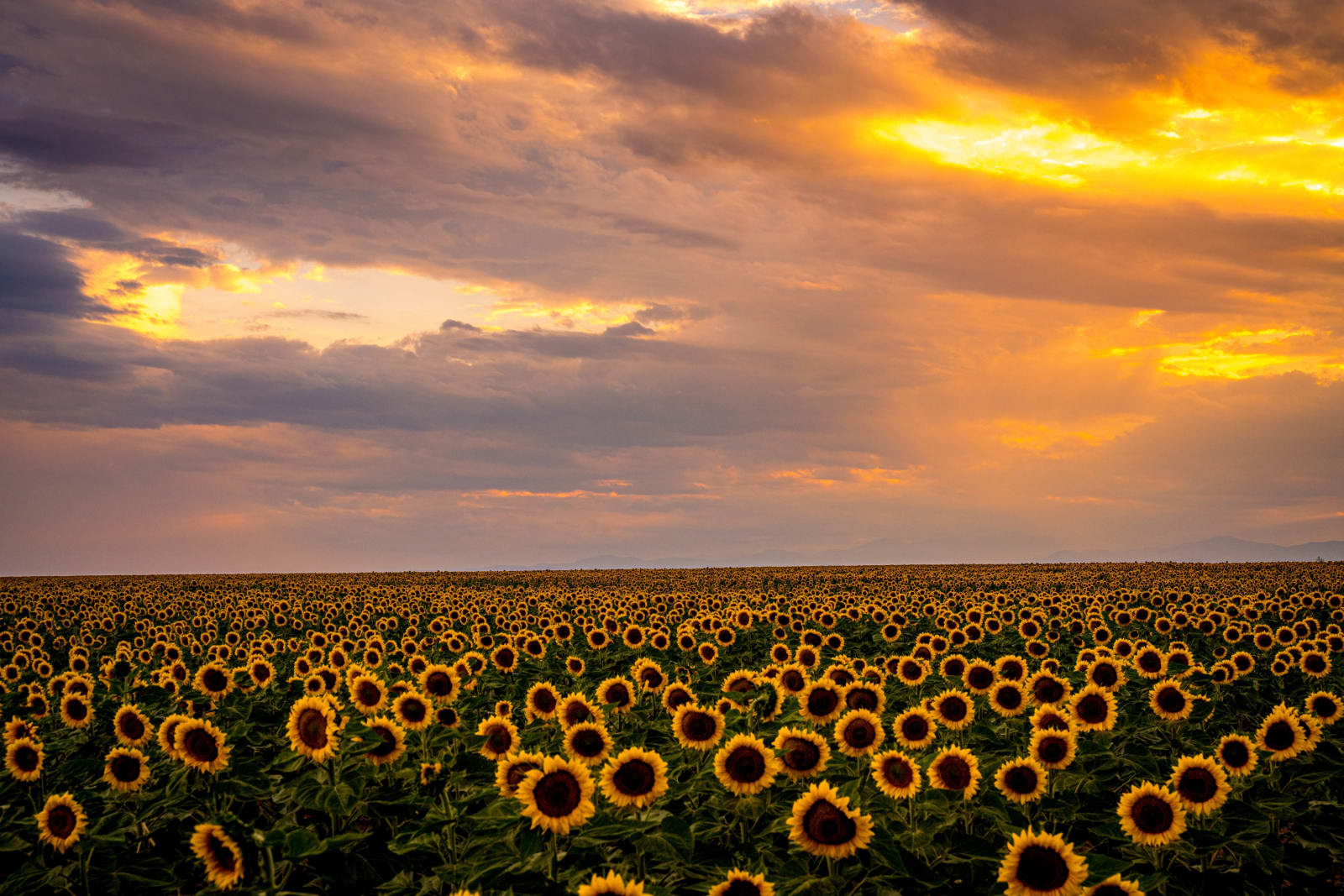 Evening Fire Over the Sunflowers — Sunflower Fields near DIA, Colorado. The last light of the evening lighting up the clouds over a sunflower field near…