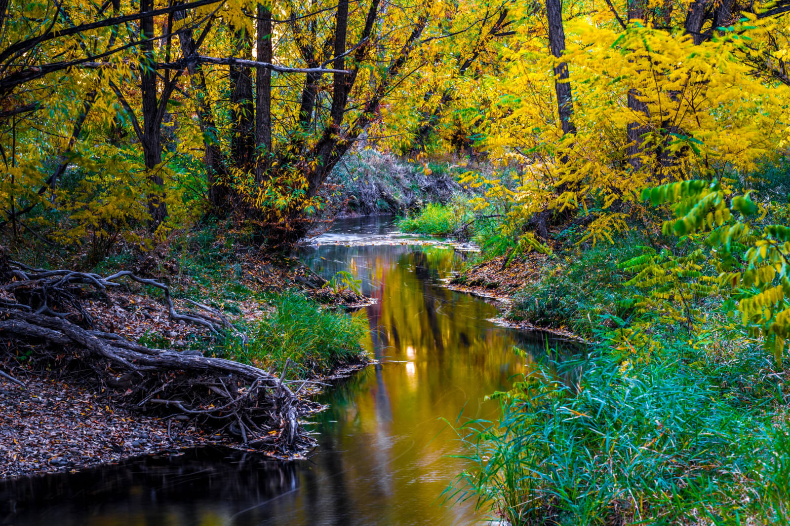 As the Stream Flows — Wheat Ridge, Colorado. A slow bend of Clear Creek in Wheat Ridge, Colorado, reflecting gold from the overhanging willows and…