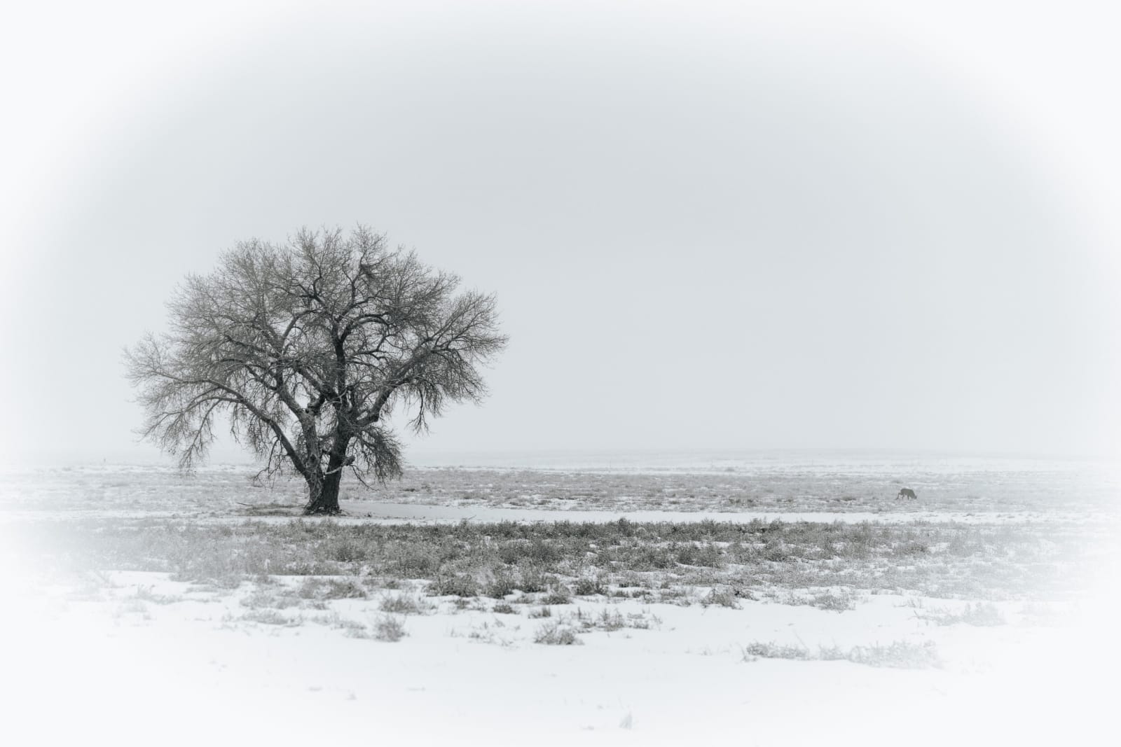 A Lone Cottonwood in the Snow — Rocky Mountain Arsenal National Wildlife Refuge, Commerce City. A single cottonwood standing alone on the snowy prairie at…