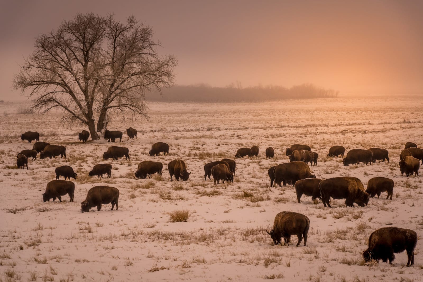 Great Beasts of the Great Plains — Rocky Mountain Arsenal National Wildlife Refuge, Commerce City. A herd of bison grazing through fresh snow at the Rocky…