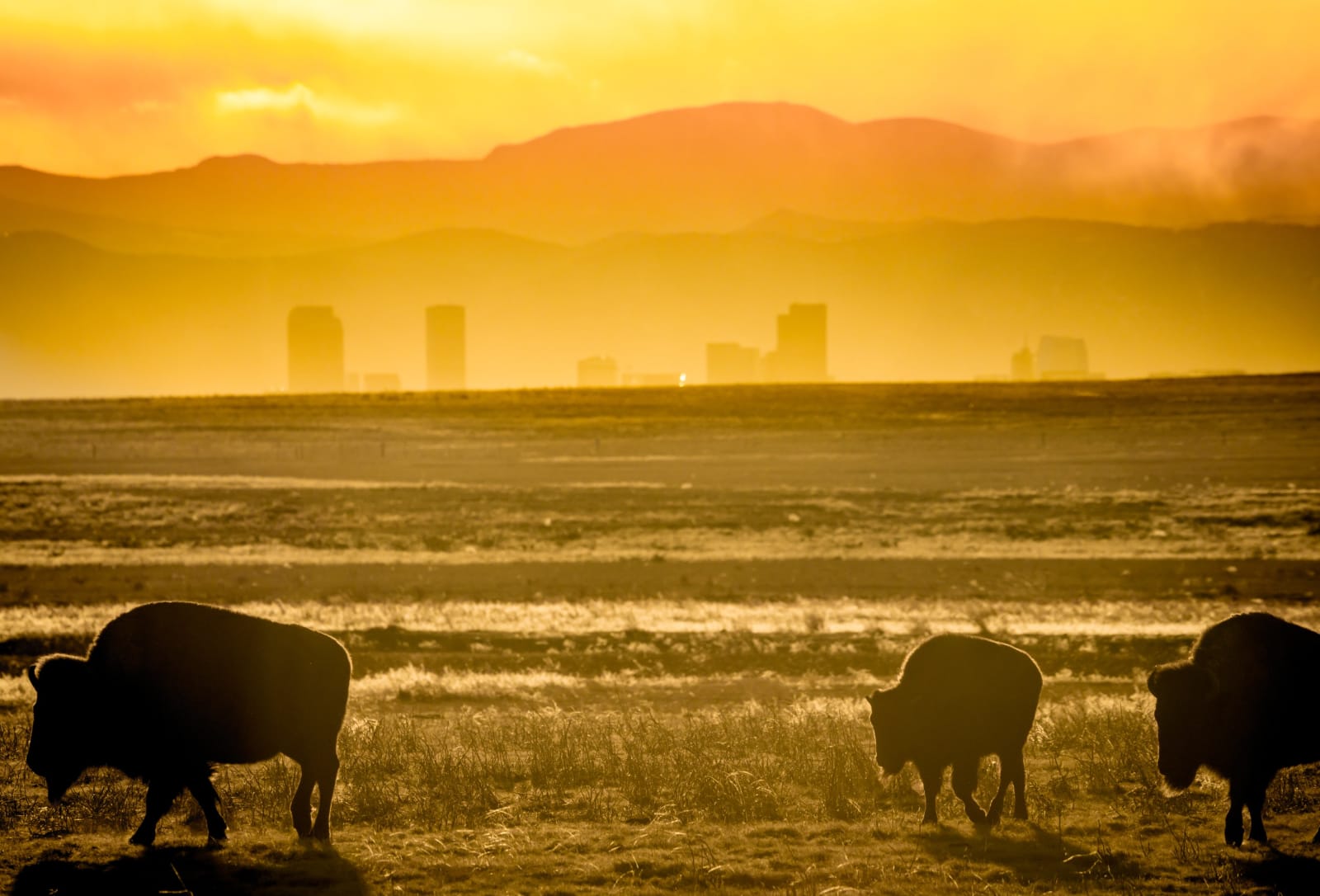 Three Bison, One City — Rocky Mountain Arsenal National Wildlife Refuge, Commerce City. Three bison grazing in tall prairie grass at the Rocky Mountain…