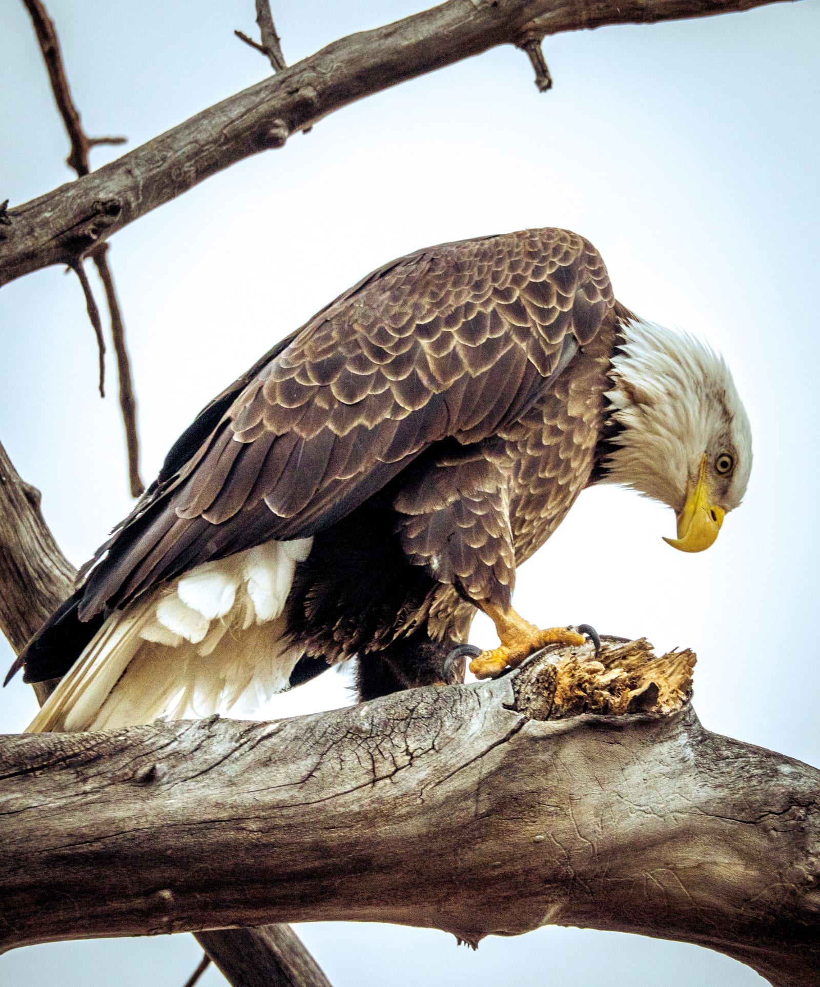 Breakfast at Barr Lake — Barr Lake State Park, Colorado. A bald eagle perched on a weathered cottonwood branch at Barr Lake State Park, Colorado, bending…