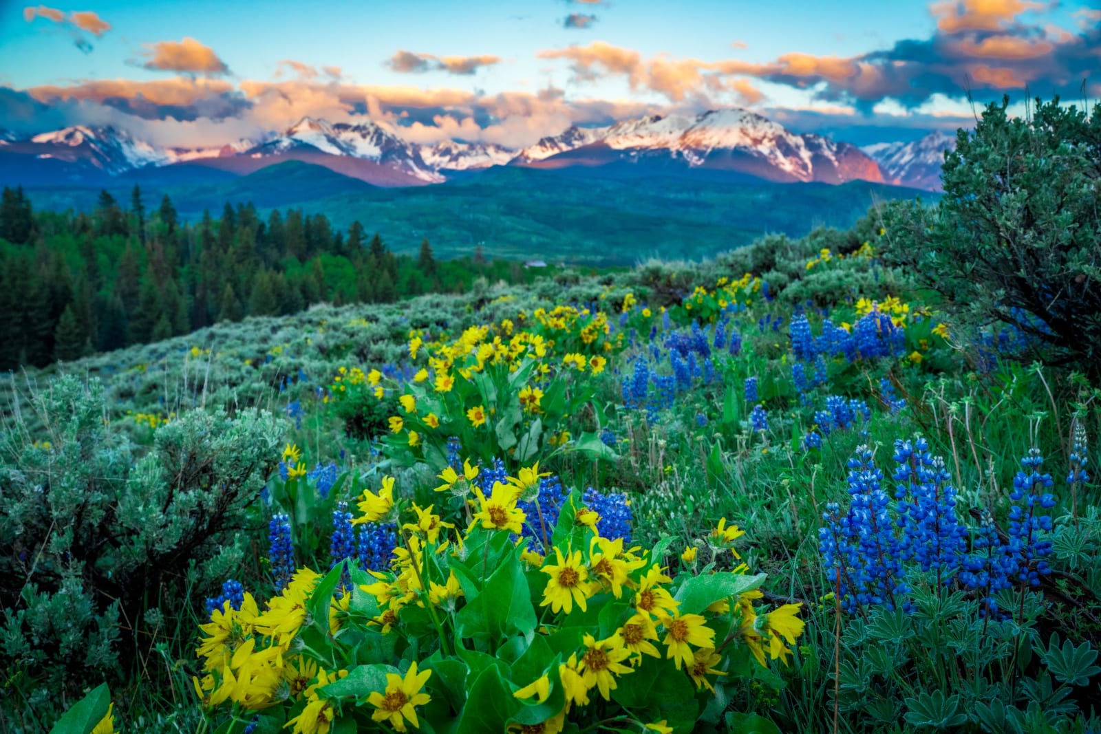 The Annual Rebirth — Acorn Creek Trail, Silverthorne, Colorado. A wider view from the Acorn Creek Trail north of Silverthorne, Colorado, where balsamroot…