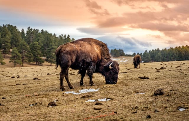 Buffalo Herd Nature Preserve, Colorado — hiking and landscape photography spot