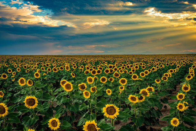 DIA Sunflower Fields, Colorado — hiking and landscape photography spot