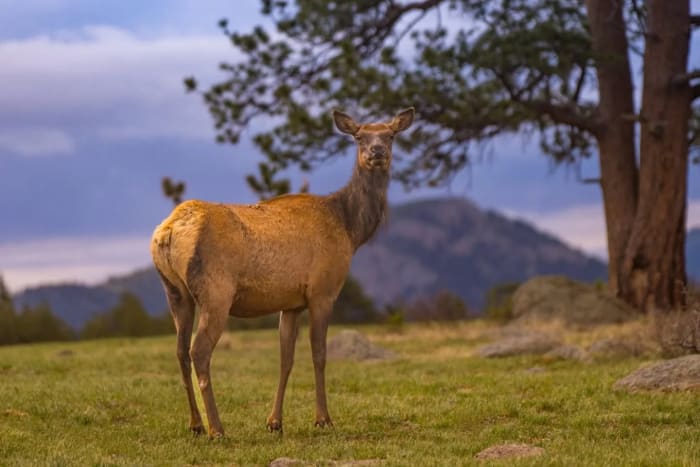 Early Elk in the Meadow — Rocky Mountain National Park, Colorado. A cow elk standing alert in a meadow at dawn, framed by an old ponderosa with a dark…
