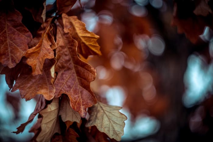 The Scrub Oak Outlasts Everything — Denver, Colorado. Gambel oak leaves in rust and copper hanging on well past their season, backlit against a soft bokeh…