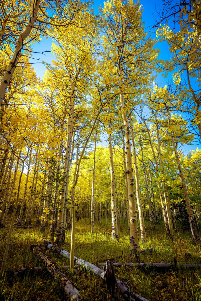 Your Neck Files a Complaint — Georgetown, Colorado. Tall aspens throwing gold sixty feet over the trail, white trunks running straight up out of the frame…