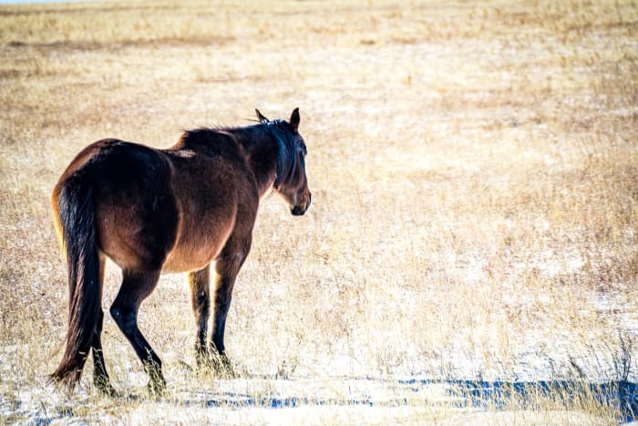 An Independent Streak — Pawnee National Grassland, Colorado. A lone horse working the winter grass out on the Colorado plains, completely unbothered by the…