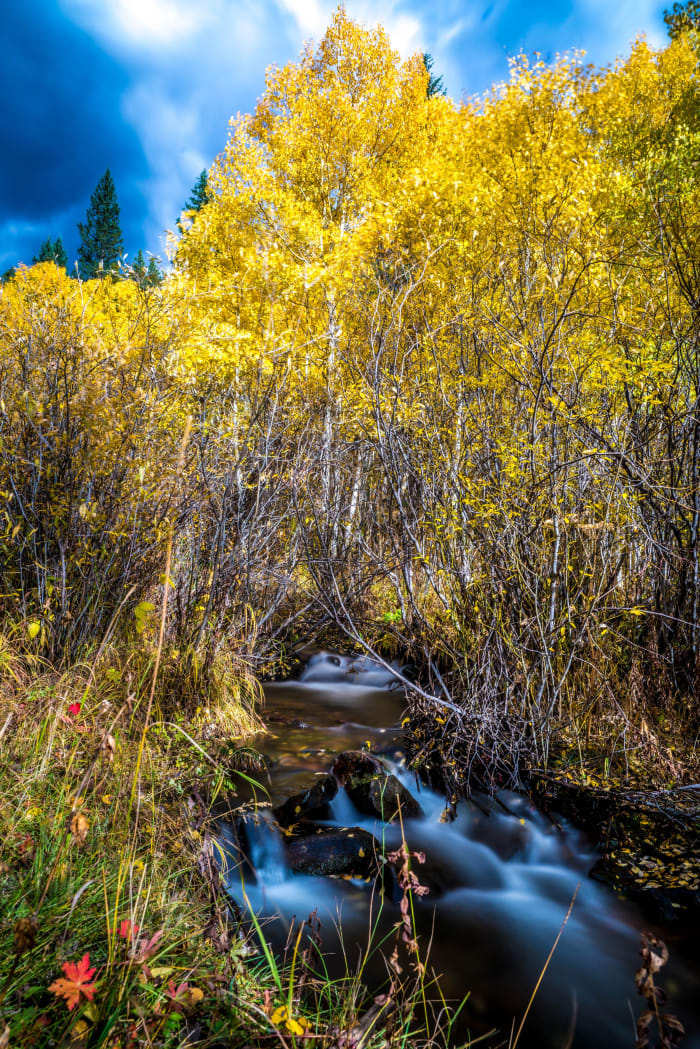 Gold Crowding the Banks — Georgetown, Colorado. Peak gold crowding both banks of a mountain stream, bare branches and yellow leaves filling the frame edge…