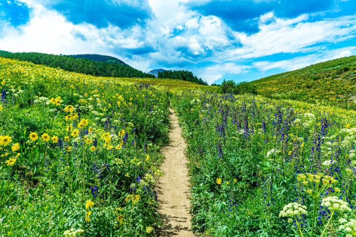 A Trail That Barely Fits — Gothic, Colorado. A singletrack tunneling through wildflowers taller than your handlebars, sunflowers and lupine crowding in from…