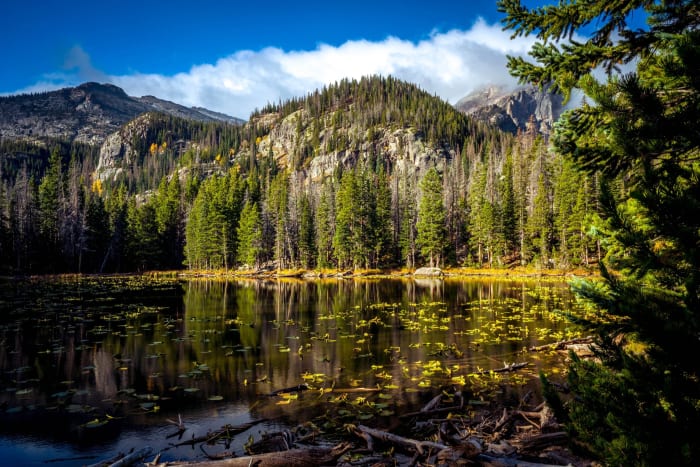 Lily Pads Turning at Nymph Lake — Rocky Mountain National Park, Colorado. Nymph Lake's lily pads starting to turn with the season in Rocky Mountain National…