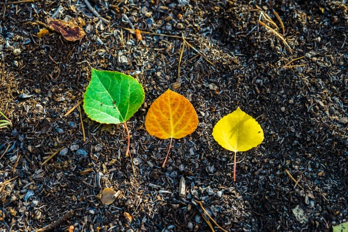 Green, Orange, Gold — Old Dillon Dam Road. Three aspen leaves lined up on wet river gravel like a progress bar for September, running green to orange to…