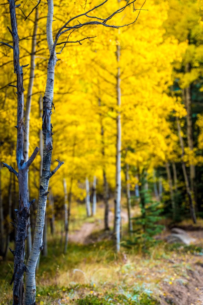 Peak Gold — Abyss Lake Trail, Colorado. An aspen grove at absolute peak color, a bare gray trunk in the foreground standing against a solid wall of yellow…