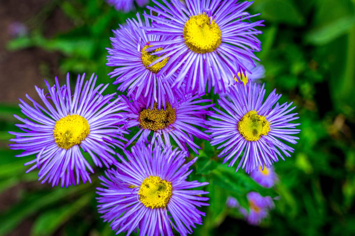 One Very Busy Tenant — Silverthorne, Colorado. Purple asters shot from straight above with a bee working the center bloom and paying no attention to the lens.