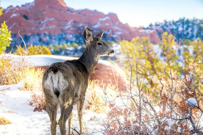 She Knew I Was There — Garden of the Gods, Colorado Springs, Colorado. A mule deer doe working the scrub oak below the red fins of Garden of the Gods in…