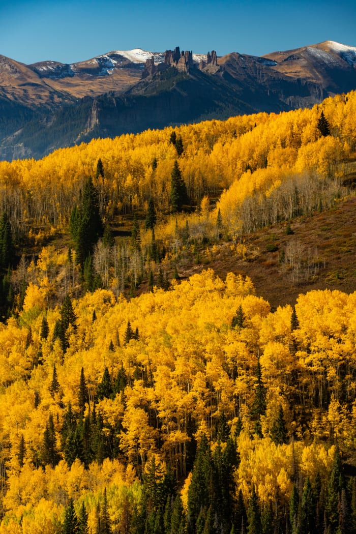 Gold Down to the Ridgeline — Kebler Pass, Colorado. A hillside off Kebler Pass near Crested Butte, Colorado, packed with aspens at full gold and dark spruce…