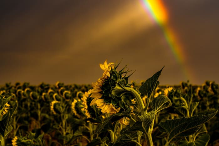 One Sunflower, One Rainbow — Sunflower Fields near DIA, Colorado. A single sunflower in profile against a stormy sky near Denver International Airport,…