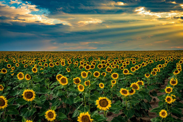 Rays Over a Sea of Sunflowers — Sunflower Fields near DIA, Colorado. A wide view of sunflowers running to the horizon near Denver International Airport,…
