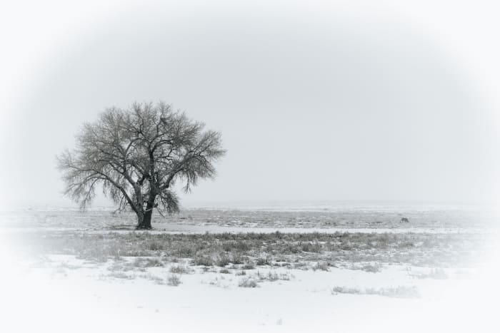 A Lone Cottonwood in the Snow — Rocky Mountain Arsenal National Wildlife Refuge, Commerce City. A single cottonwood standing alone on the snowy prairie at…