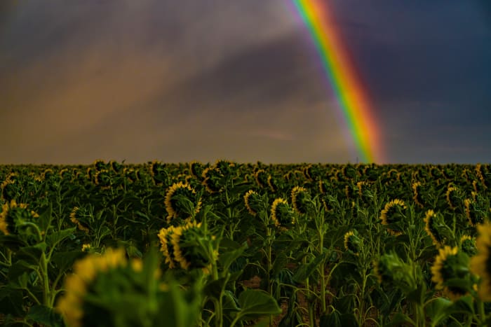 Rainbow Over the Sunflowers — Sunflower Fields near DIA, Colorado. A vivid rainbow dropping into a field of sunflowers near Denver International Airport,…