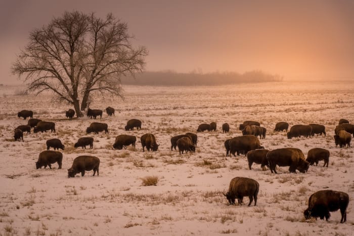 Great Beasts of the Great Plains — Rocky Mountain Arsenal National Wildlife Refuge, Commerce City. A herd of bison grazing through fresh snow at the Rocky…