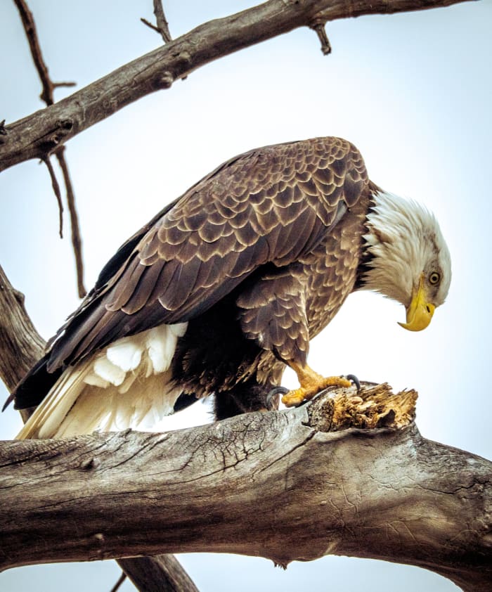 Breakfast at Barr Lake — Barr Lake State Park, Colorado. A bald eagle perched on a weathered cottonwood branch at Barr Lake State Park, Colorado, bending…