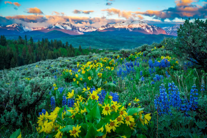 The Annual Rebirth — Acorn Creek Trail, Silverthorne, Colorado. A wider view from the Acorn Creek Trail north of Silverthorne, Colorado, where balsamroot…