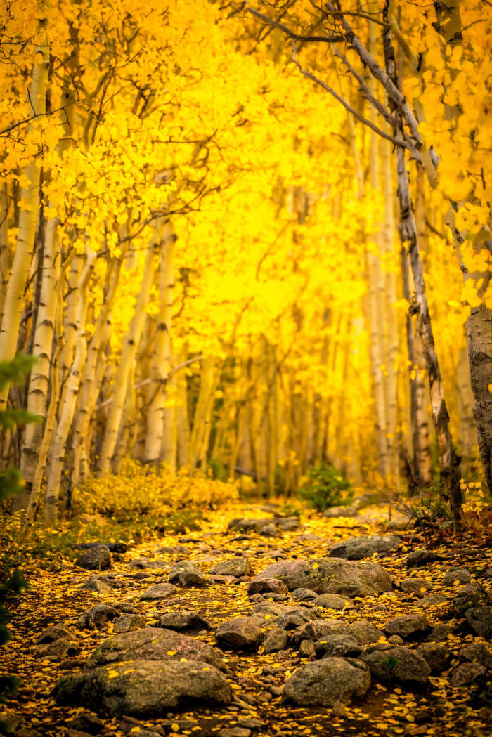 Nothing but Yellow — Abyss Lake Trail, Colorado. A rocky stretch of the Abyss Lake Trail near Guanella Pass, Colorado, completely enclosed by aspens at peak…