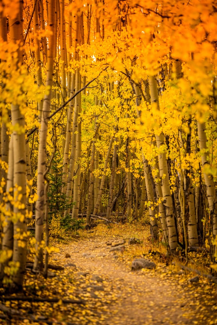 Enchanted — Abyss Lake Trail, Colorado. A narrow path winding between white aspen trunks on the Abyss Lake Trail near Guanella Pass, Colorado, with the…