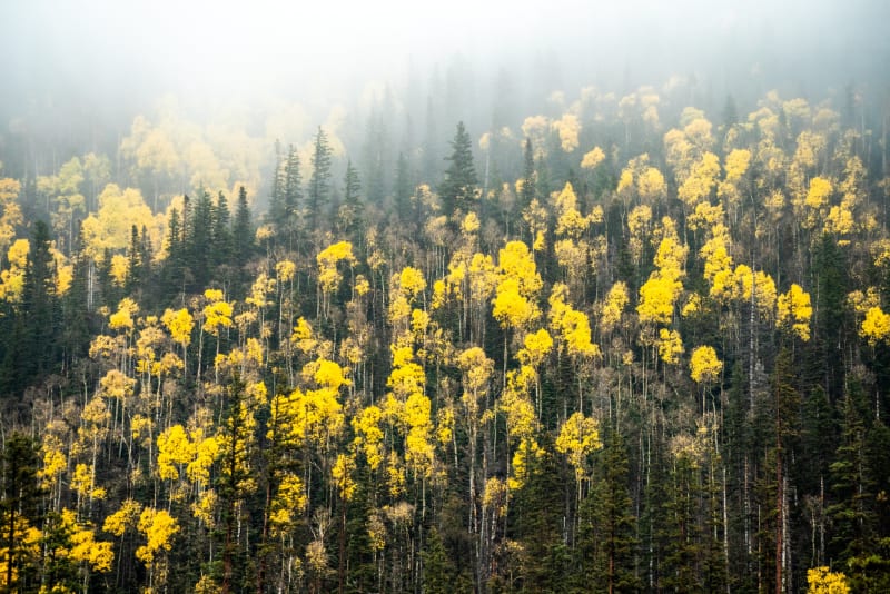 Fog Burning Off the Aspens