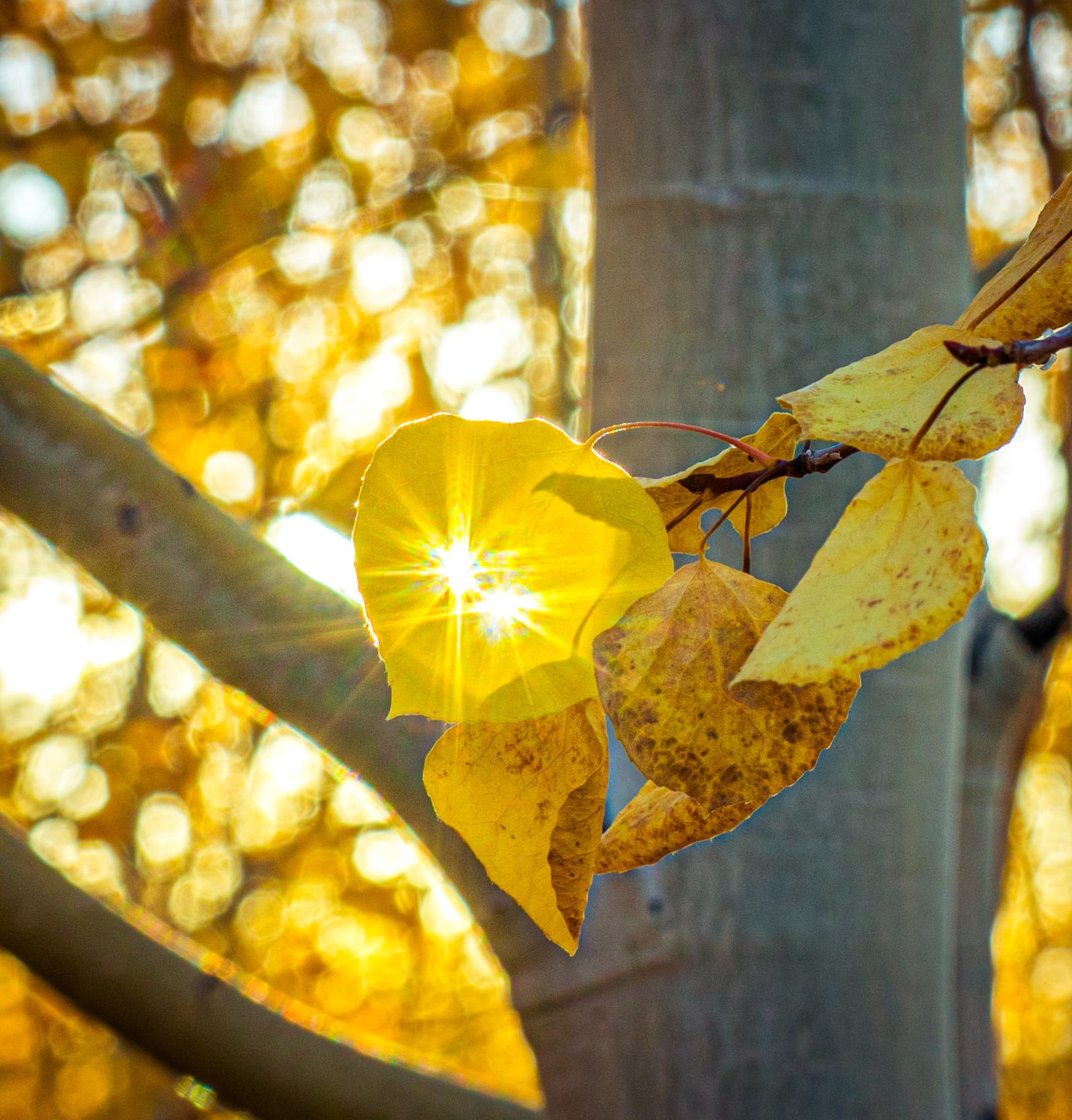 Chasing Fall Color From Summit County to Leadville (With Two Highway Closures In Between)