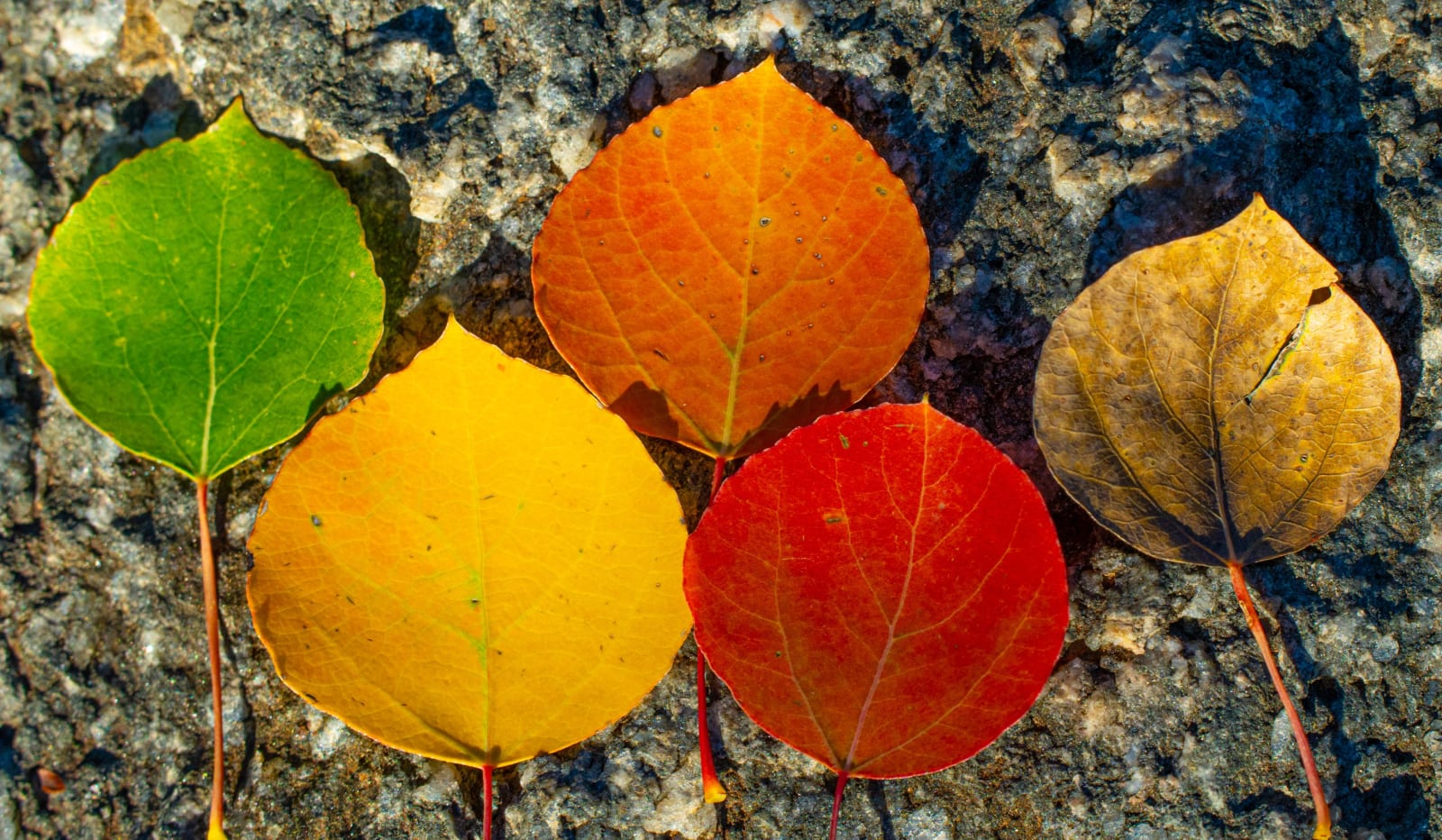 Colors of Fall