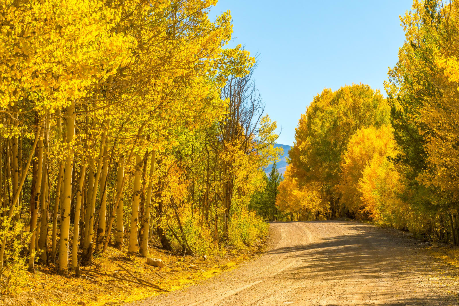 Fall roads