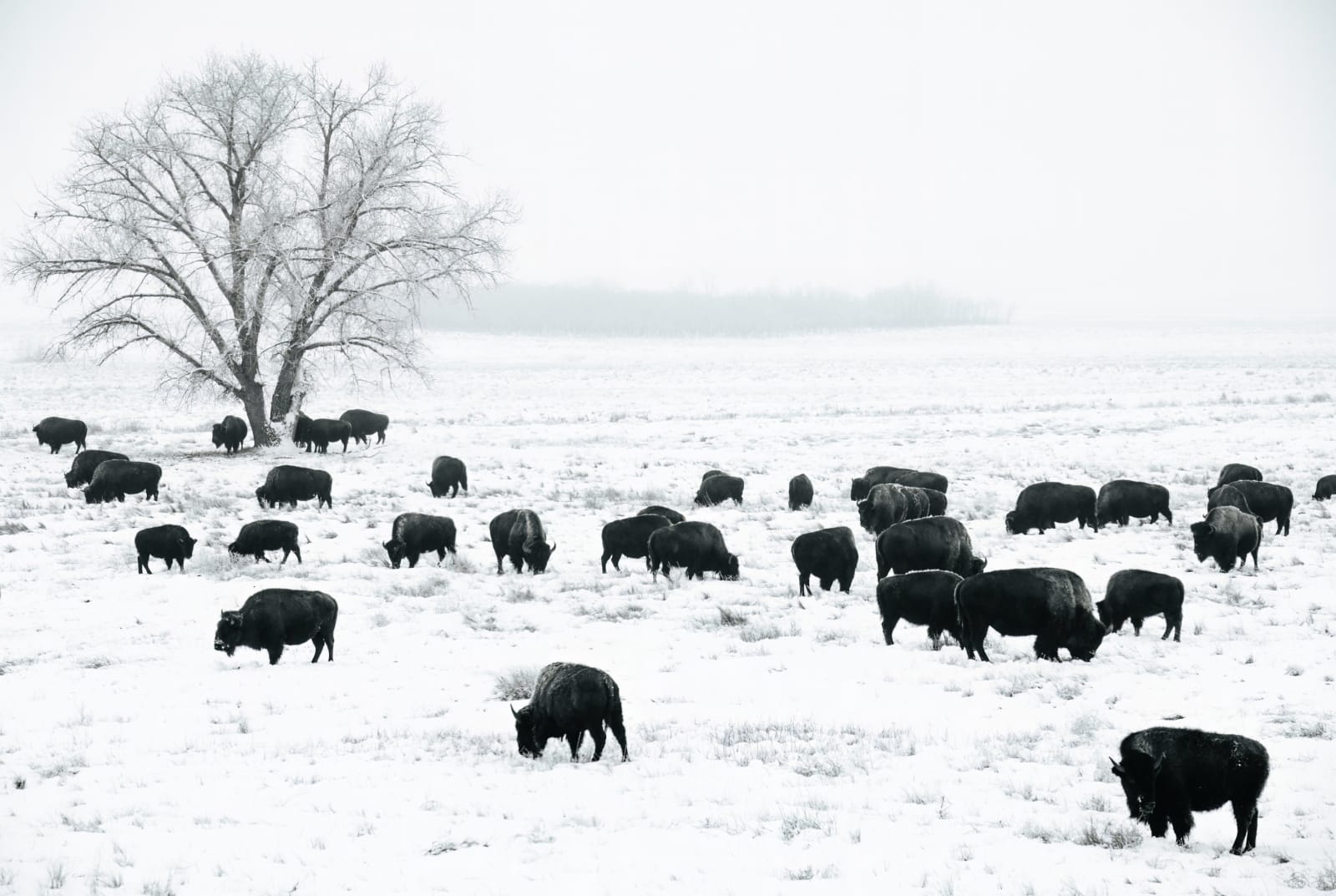 The Herd in the Whiteout