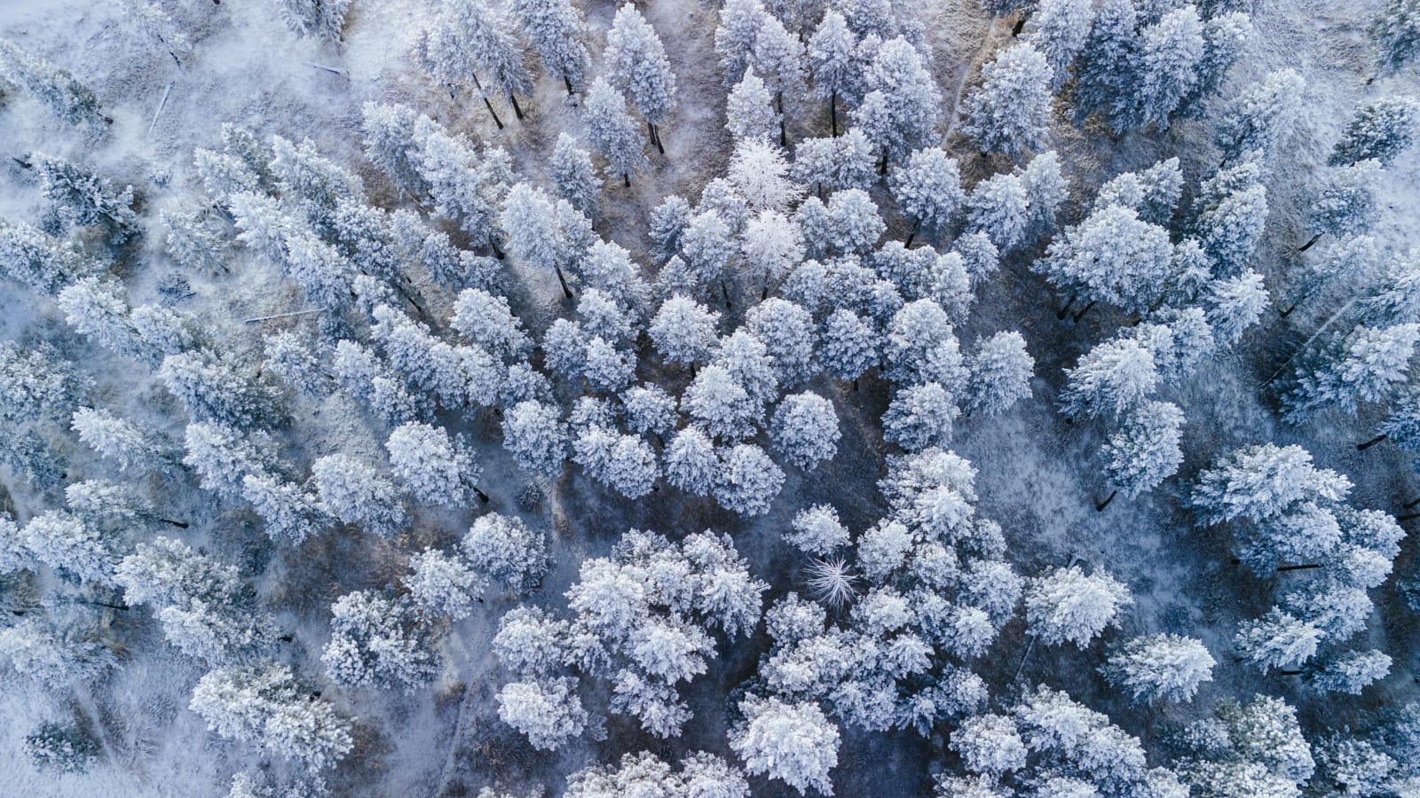 Frost From Directly Above