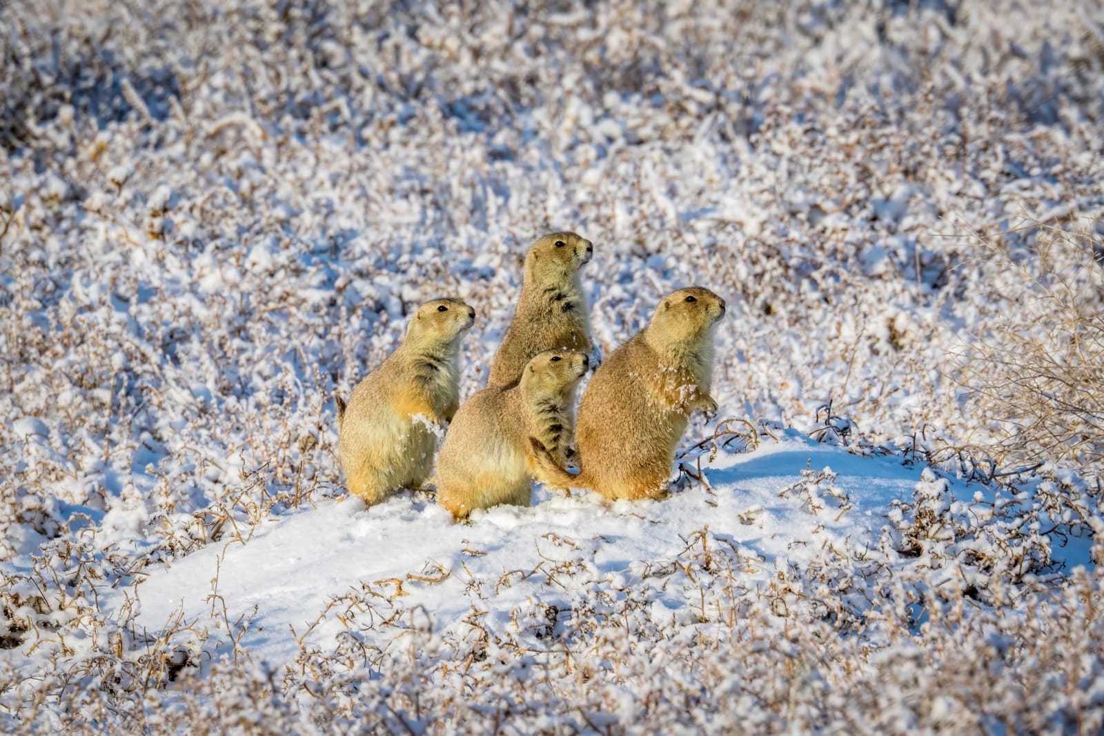 Four Sentries, One Burrow