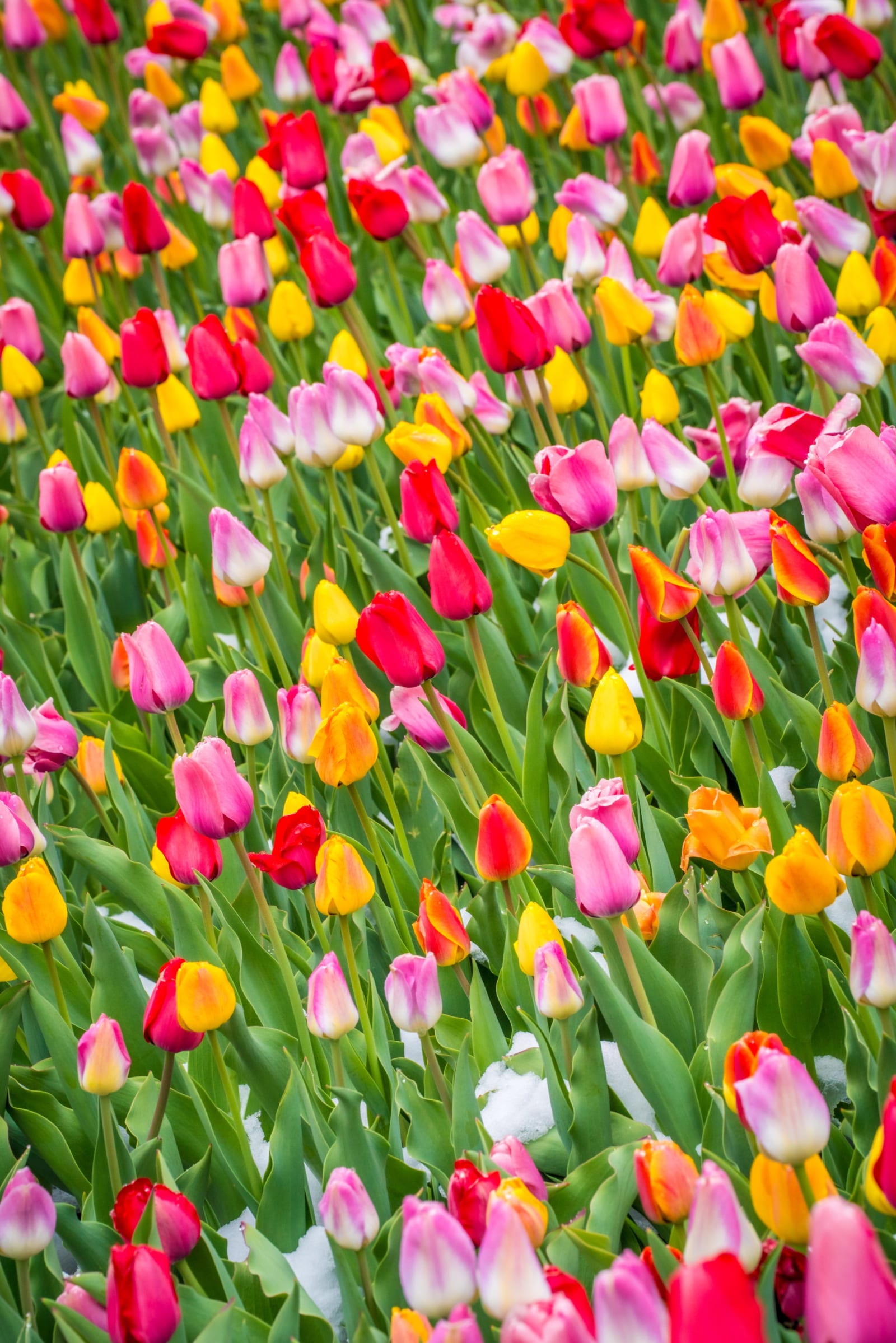Spring Arrives All at Once