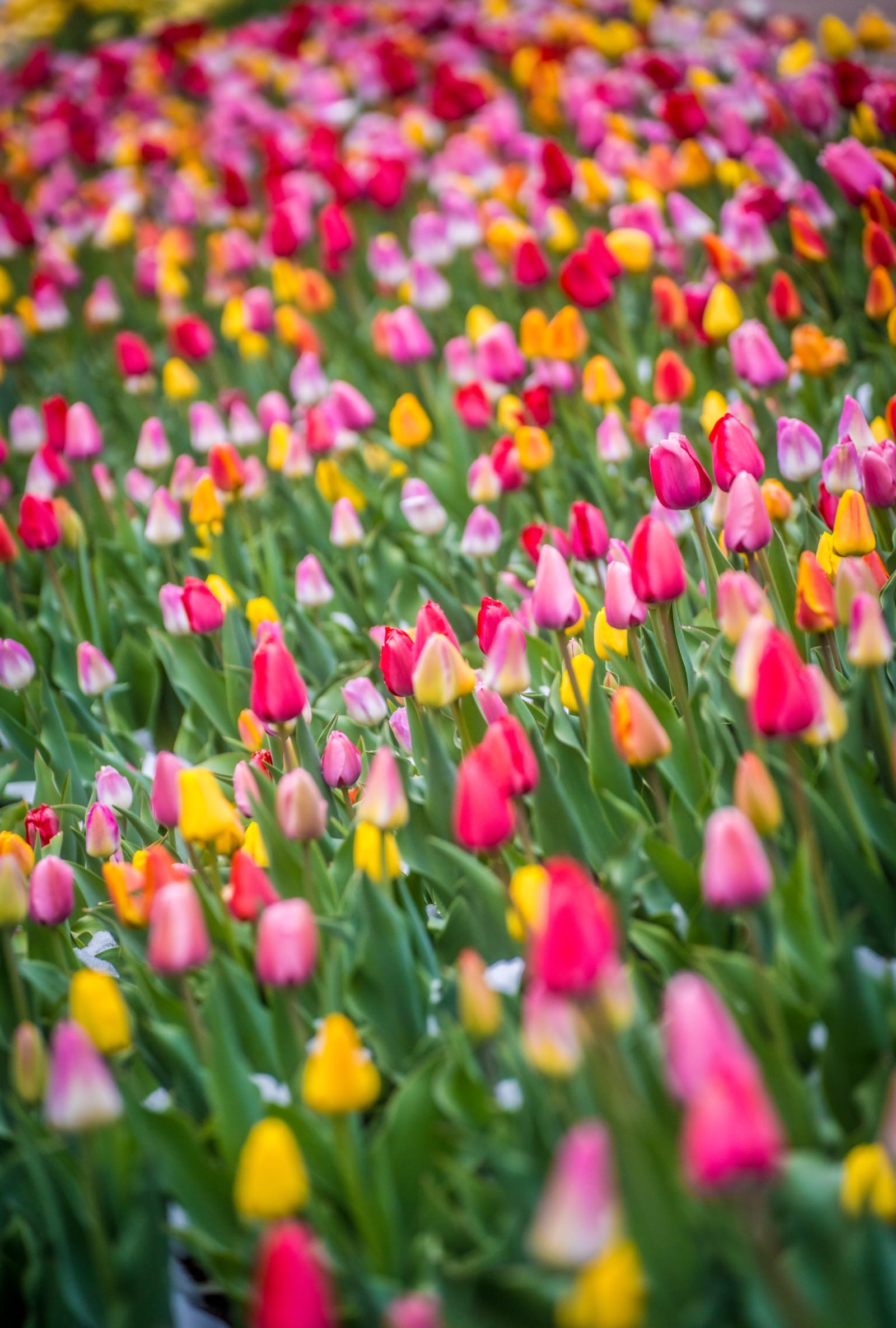 Tulips in Every Color