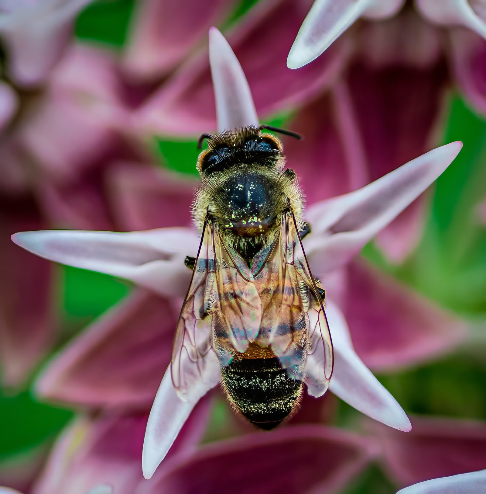 Head First Into the Bloom