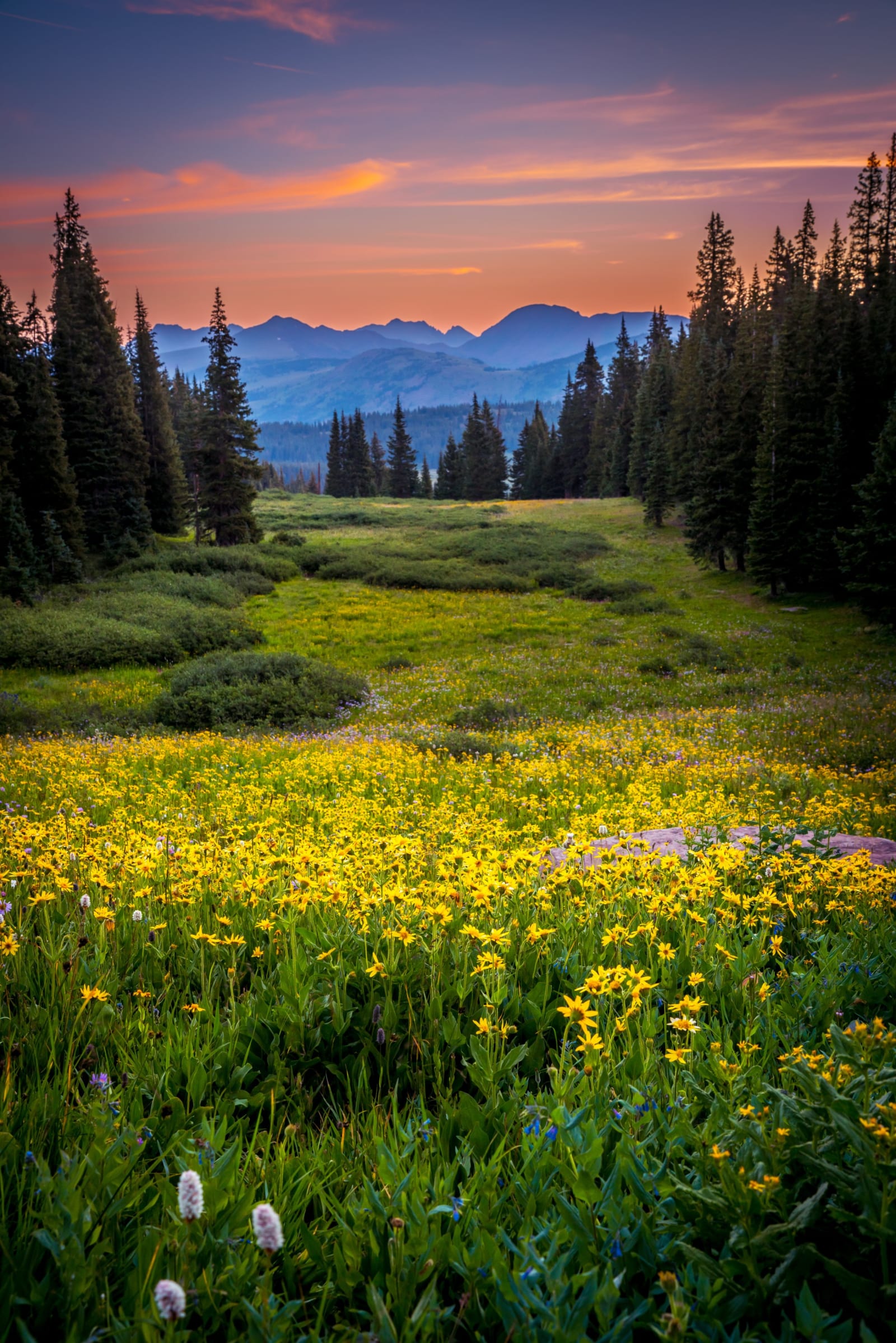 The Meadow Fills In