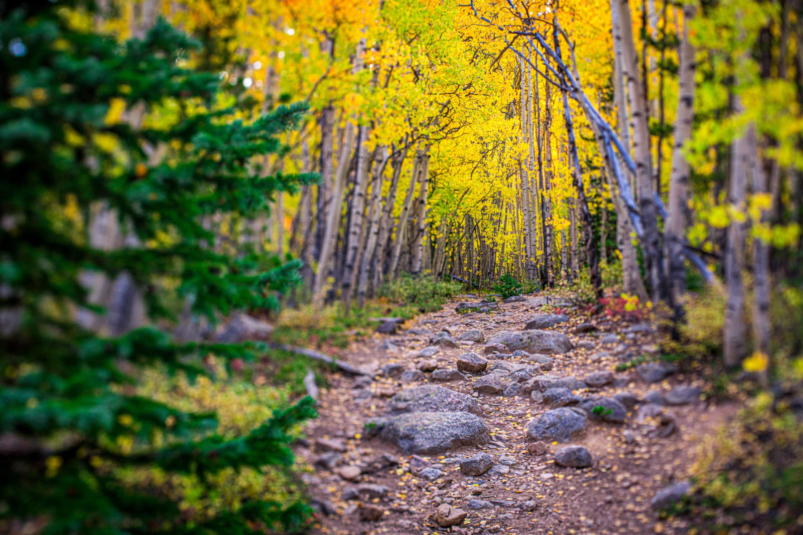 A Trail Paved in Leaves