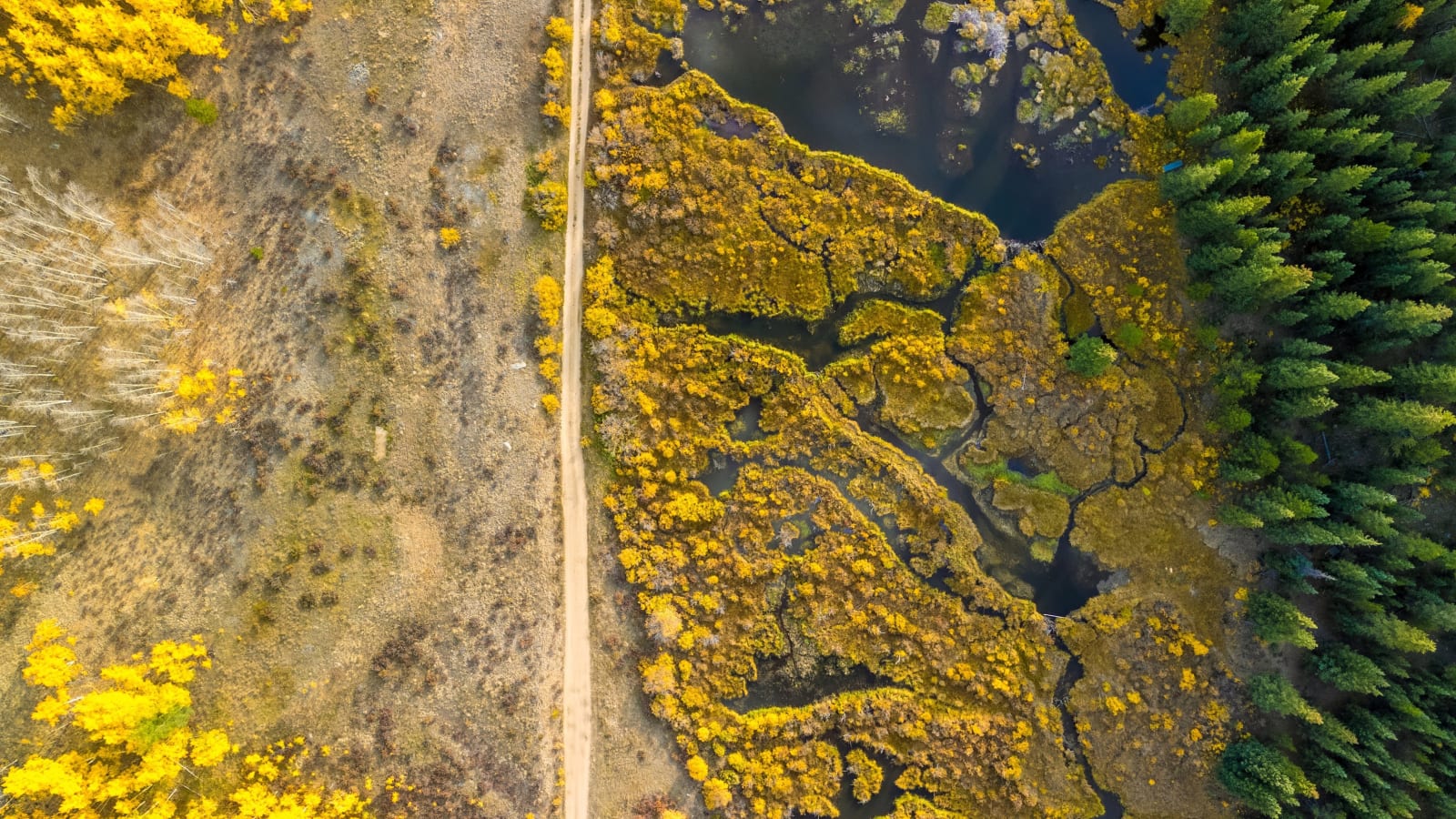 The Road Through the Gold