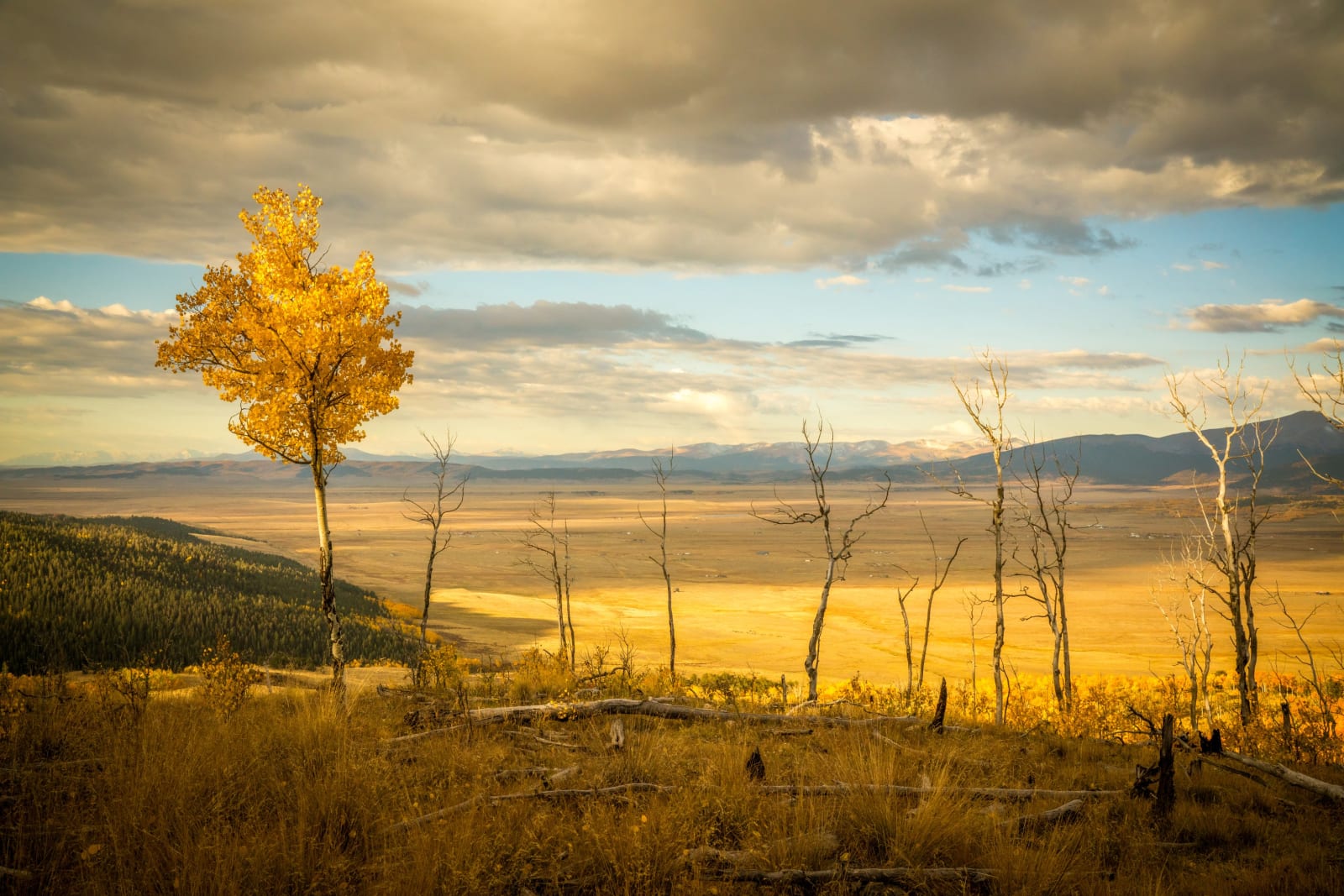 One Tree Still Holding Gold