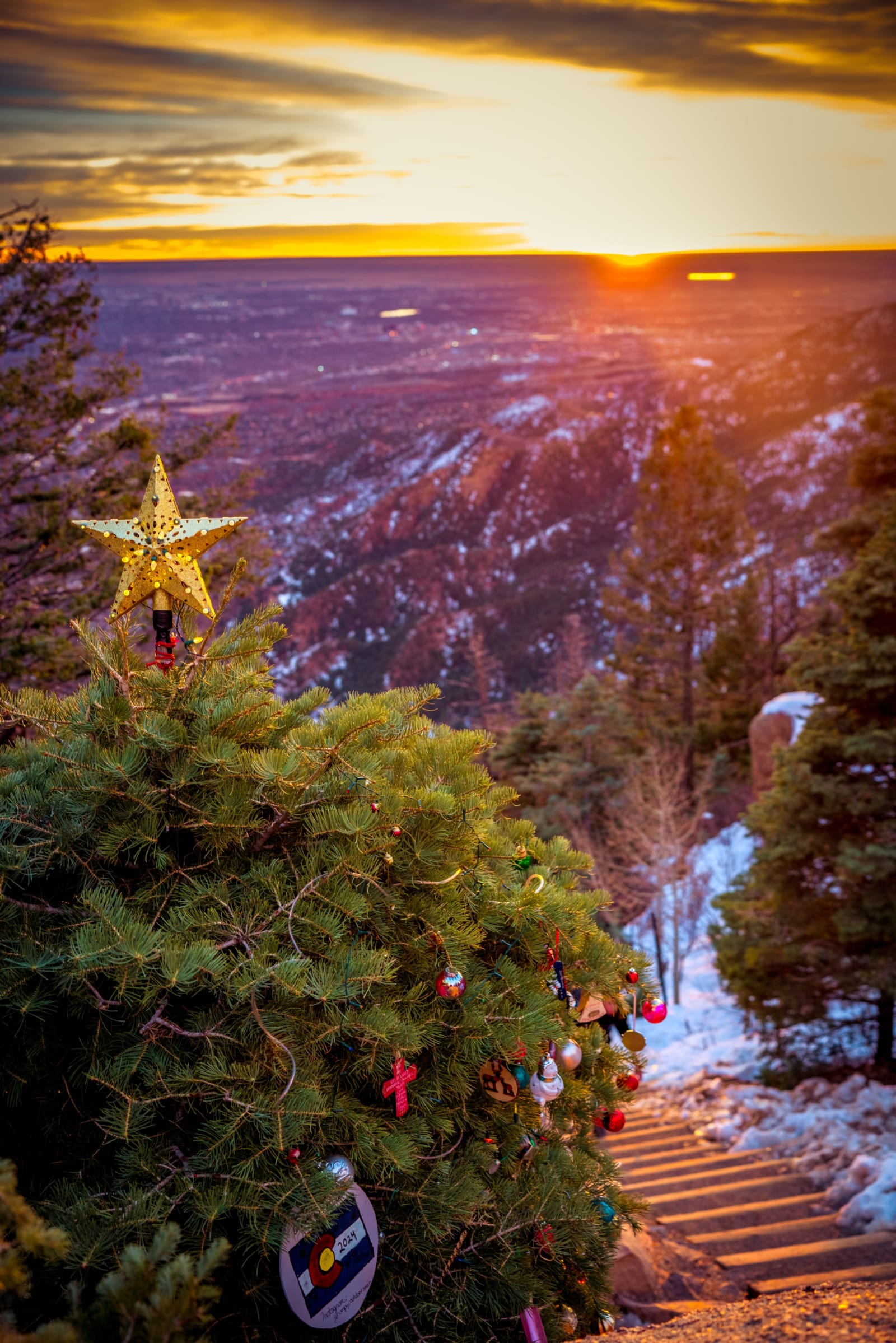 Somebody Topped the Tree
