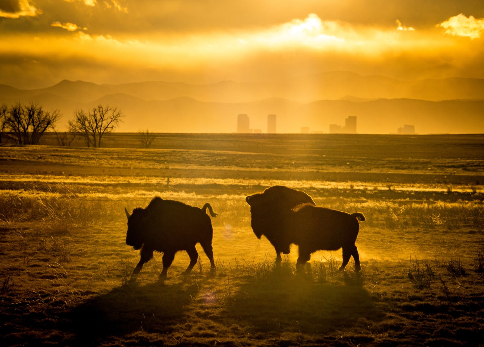 Two Bison and a Skyline