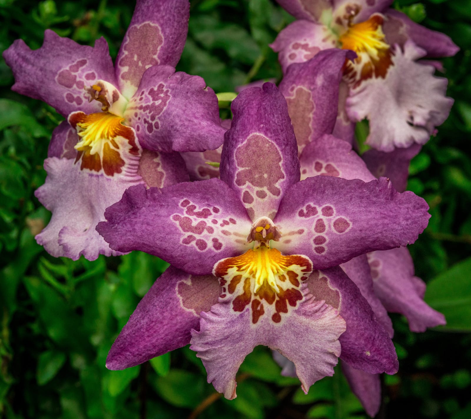 Orchid in Magenta Lace