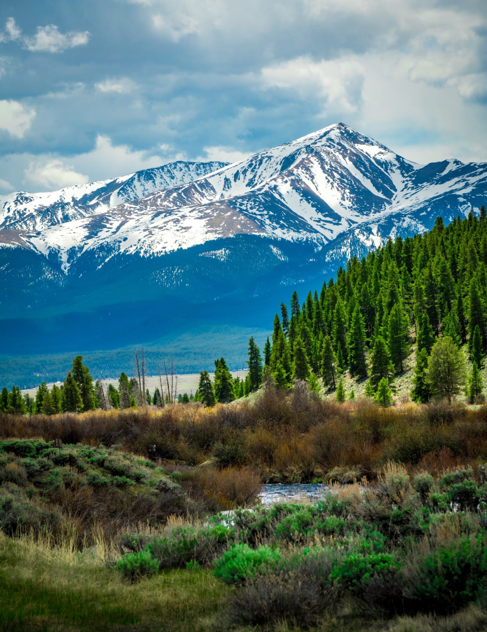 Sawatch Over the Timber